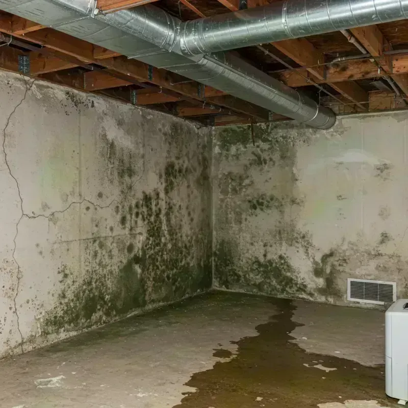 Professional Mold Removal in Marion County, MS